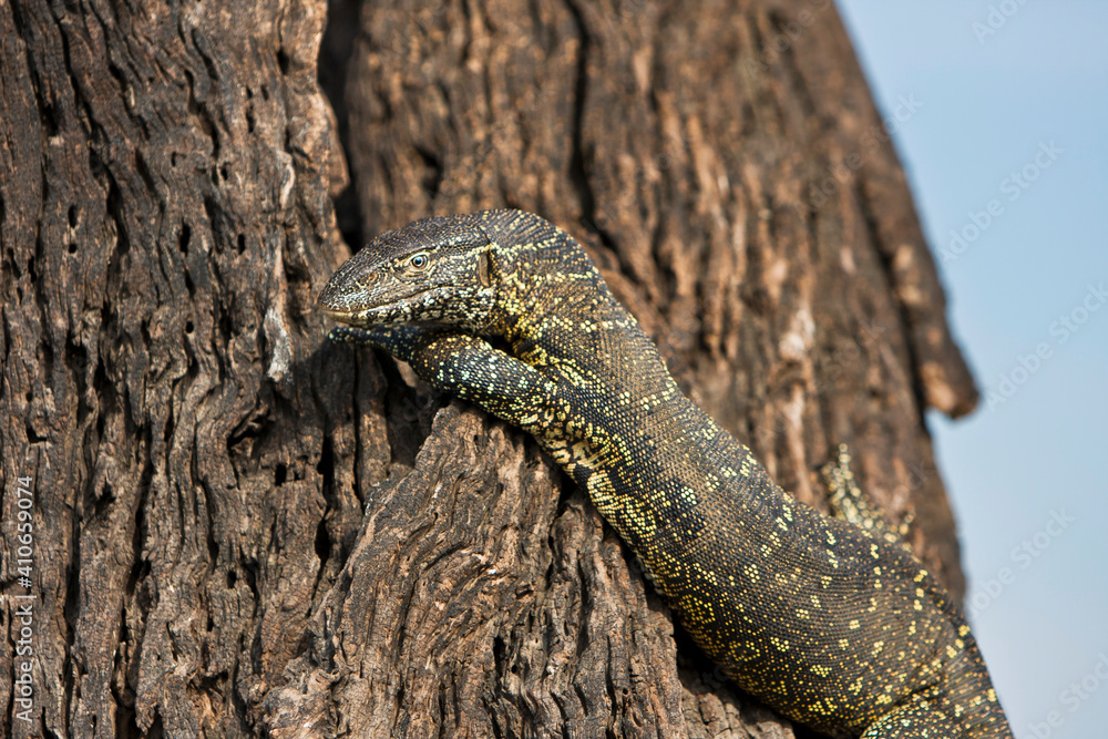 Fototapeta premium Waran Close Up auf Baum