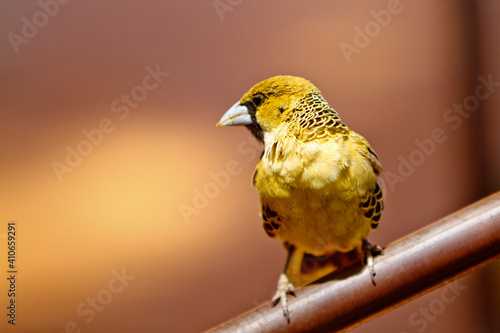 Webervogel auf Stange photo