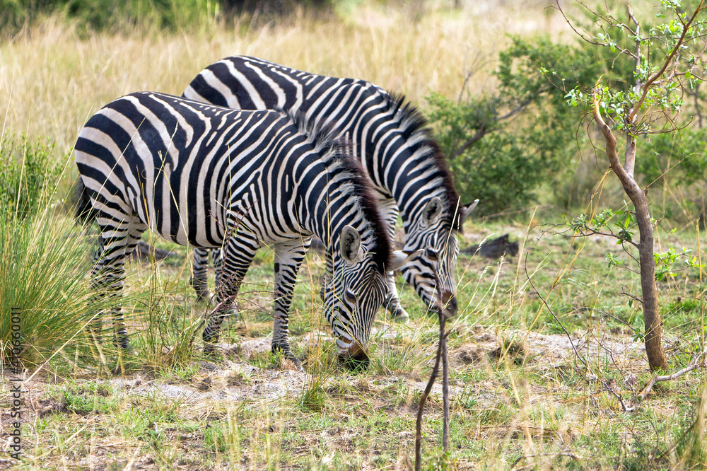 Naklejka premium Zebra Gruppe bei Safari