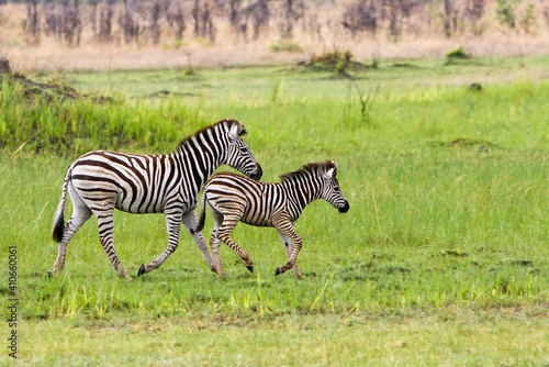 Zebra mit Jungtier