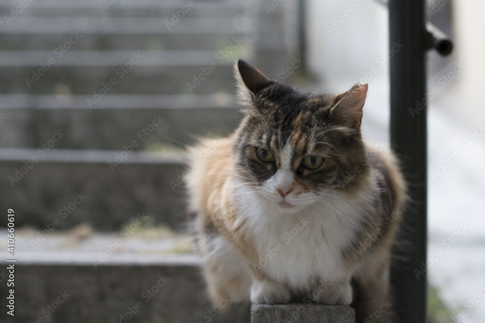 calico cat sitting outdoor on the stairs with bokeh background