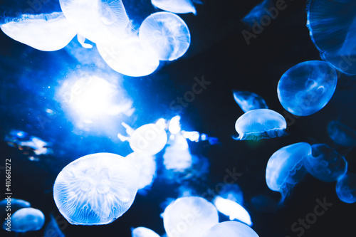 Free-swimming jellyfish at the Sunshine Aquarium in Japan.