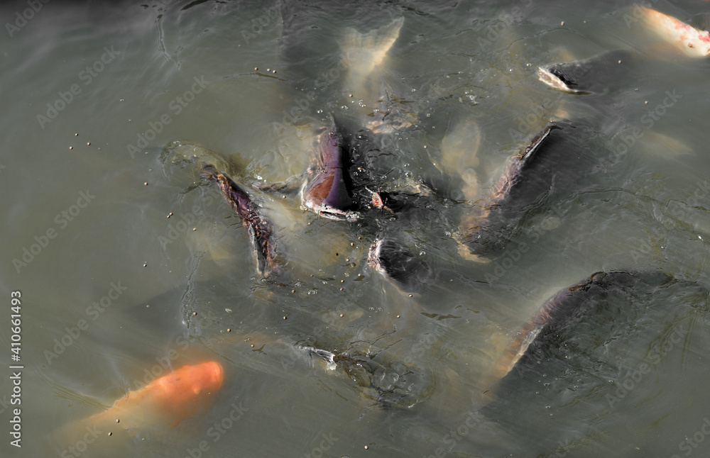 Fototapeta premium Many fish in the pond 