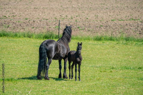 Horse and foal in field