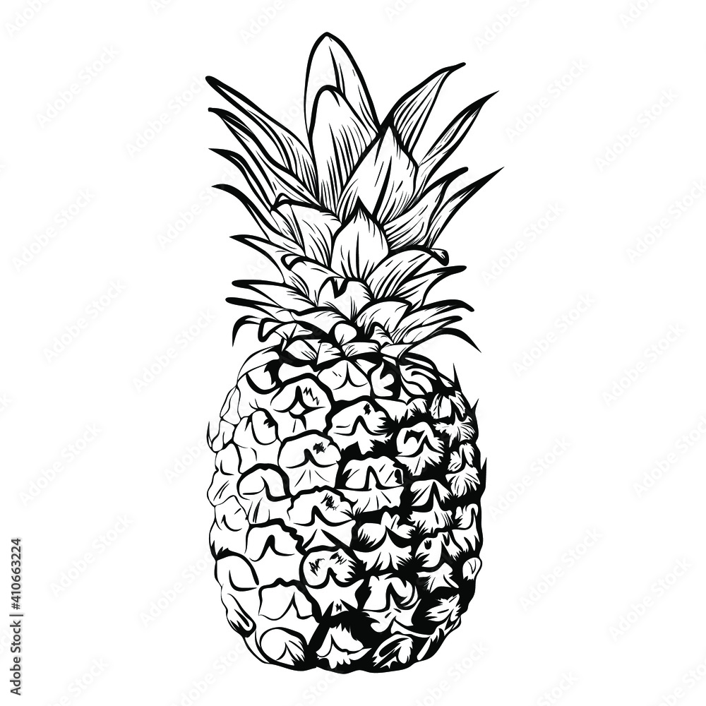 Obraz premium Vector illustration of a pineapple. Vintage style hand drawn, sketch.