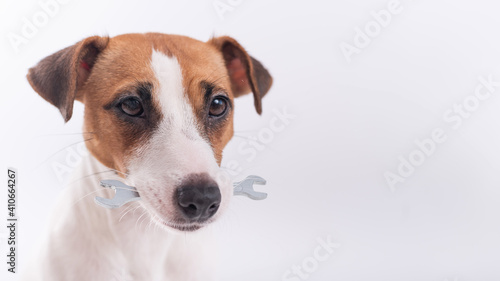 Jack russell terrier dog holds a wrench in his mouth on a white background. Copy space © Михаил Решетников