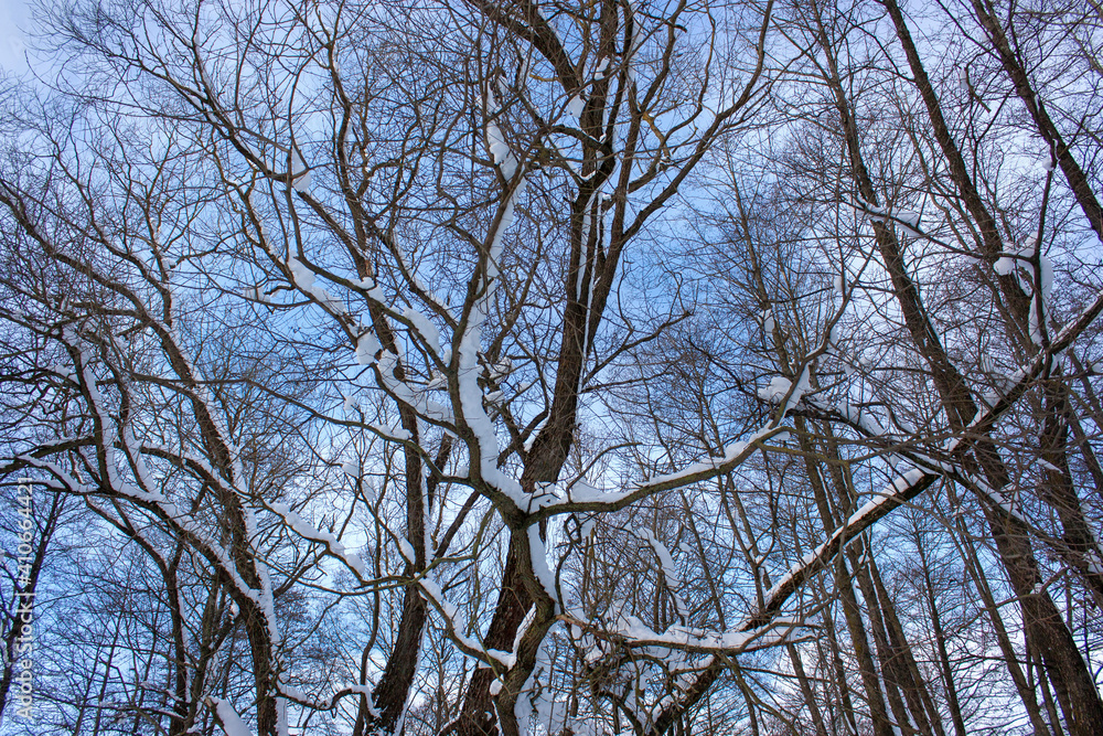Natural winter background. Branches of trees in the snow against the blue sky. Natural winter background. Branches of trees in the snow against the blue sky.