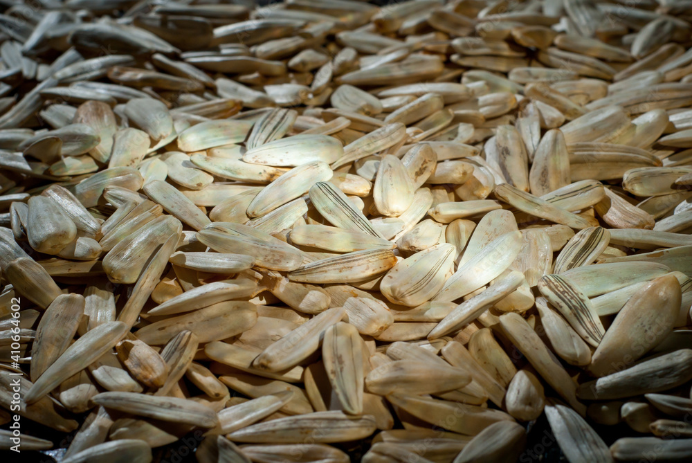 Obraz premium White sunflower texture close up. Seeds on a pile. Contrasting dramatic light as an artistic effect.