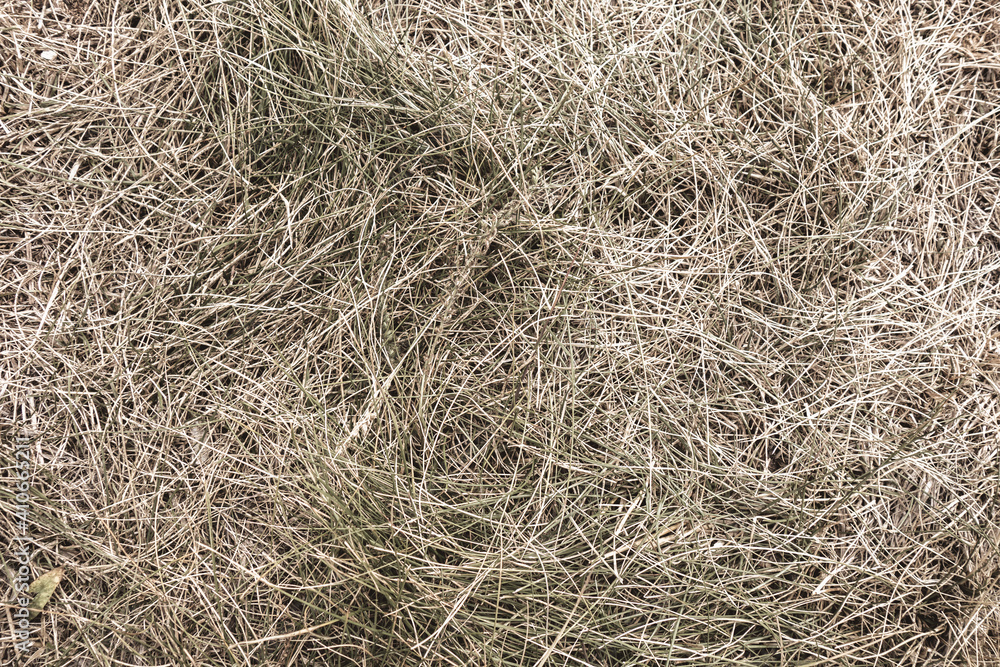 Dried grass close up background texture Dried grass close up background texture