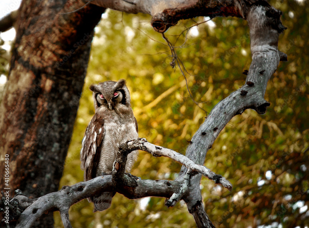 Fototapeta premium Giant Eagle Owl High in Tree at Sunset