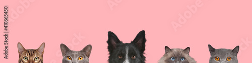 Photography Cropped view of dog head and cats heads