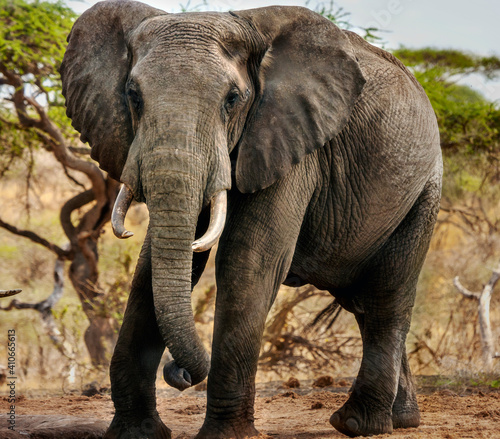 Male African elephant close-up portrait from photo blind