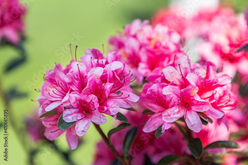 Close up on blooming pink rhododendron flower in spring.