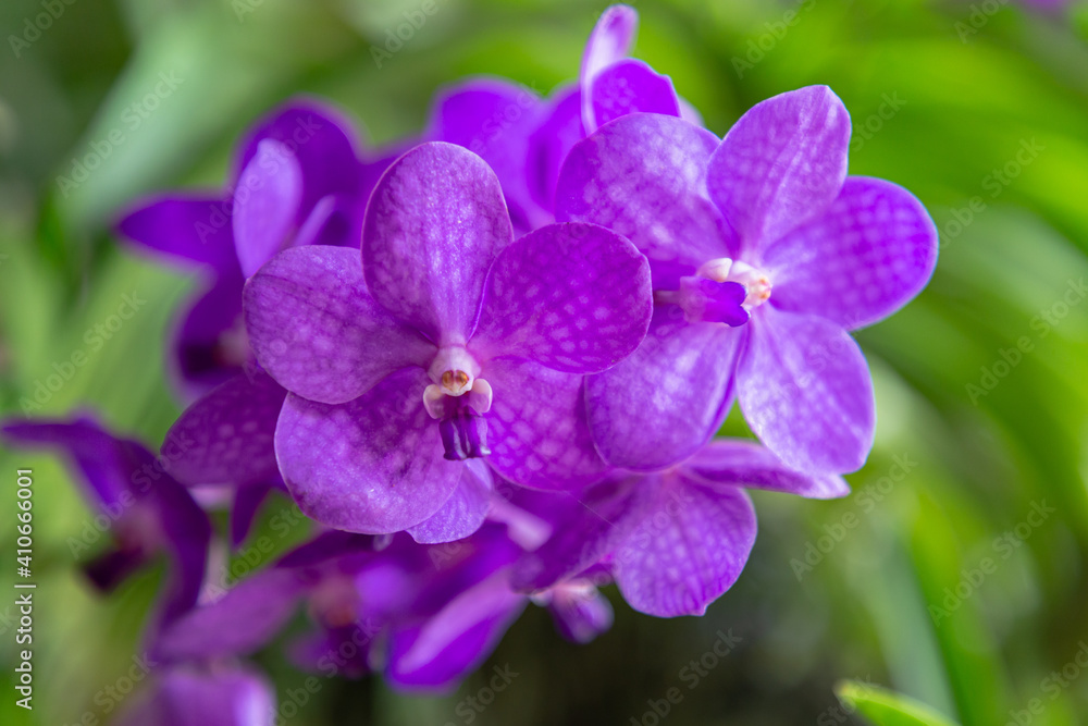Orchid flower in the garden at winter or spring day. Vanda Orchid Orchid flower in the garden at winter or spring day. Vanda Orchid