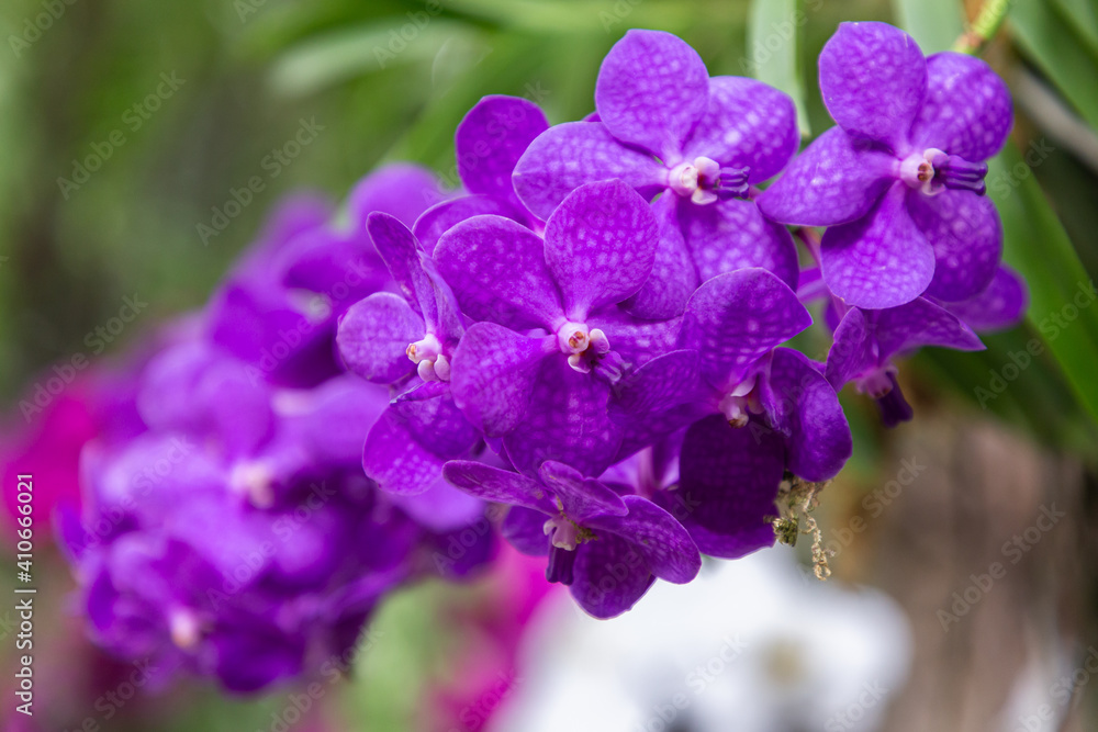 Orchid flower in the garden at winter or spring day. Vanda Orchid Orchid flower in the garden at winter or spring day. Vanda Orchid