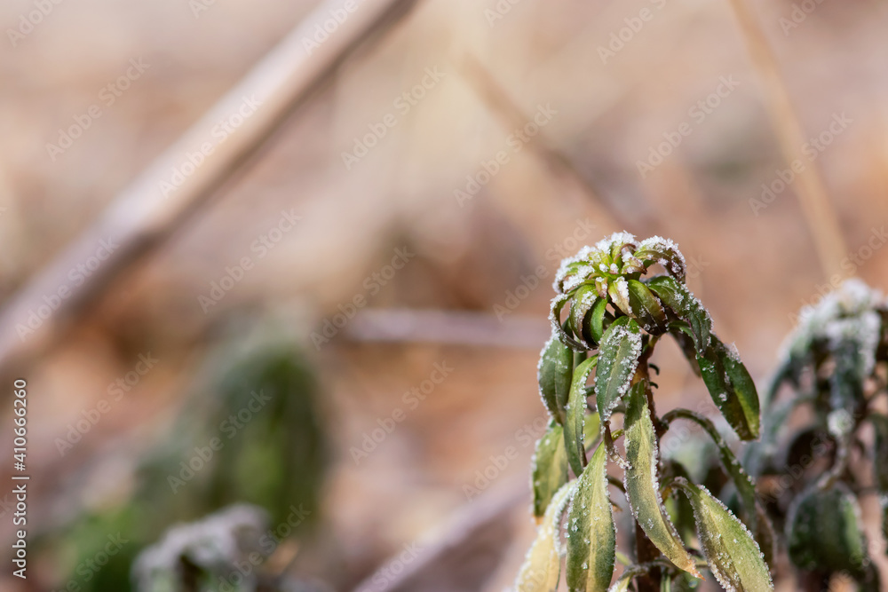 Fototapeta premium Frost Covered Snapdragon Plant