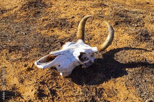 Skull of a cow in the steppe / Череп коровы в степи