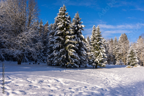 Winter northern landscape. Amazing panoramic view of forest woods covered with thick white snow. Man walking with dogs in the distance. Trees firs pines in the morning after snowfall. 
