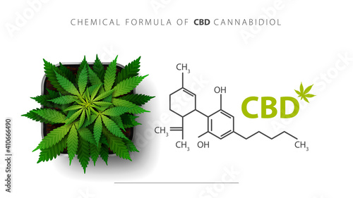 White poster with chemical formula of CBD cannabidiol and cannabis plant grows in a square pot, top view.