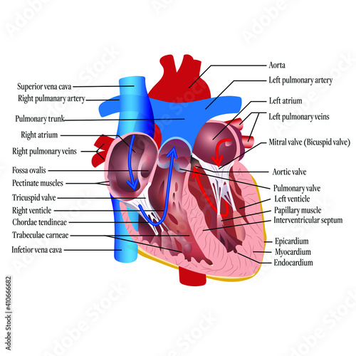 Anatomy of the human heart. Cross sectional diagram of the heart with main parts labeled. Vector illustration