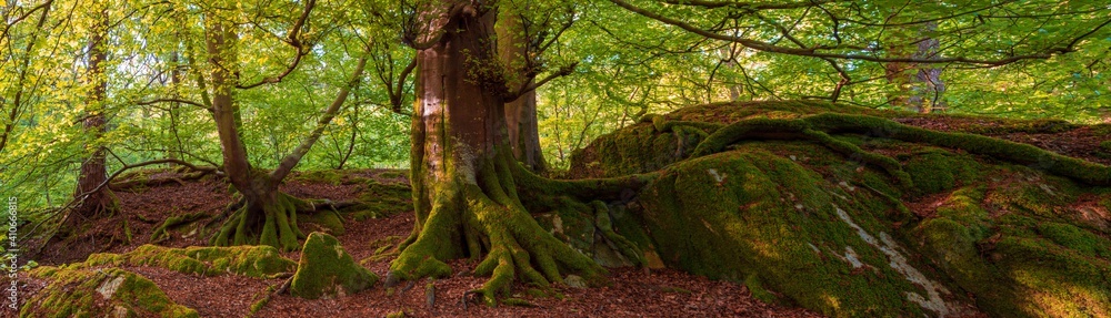 Trees in the Wood Trees in the Wood