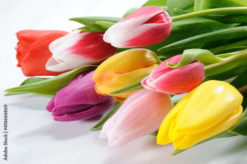 Obraz premium tulip flowers as present