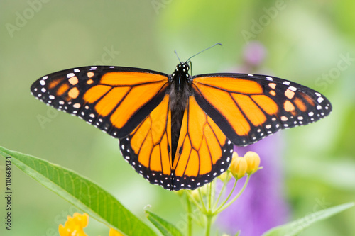 Butterfly 2020-57 / Monarch butterfly (Danaus plexippus)