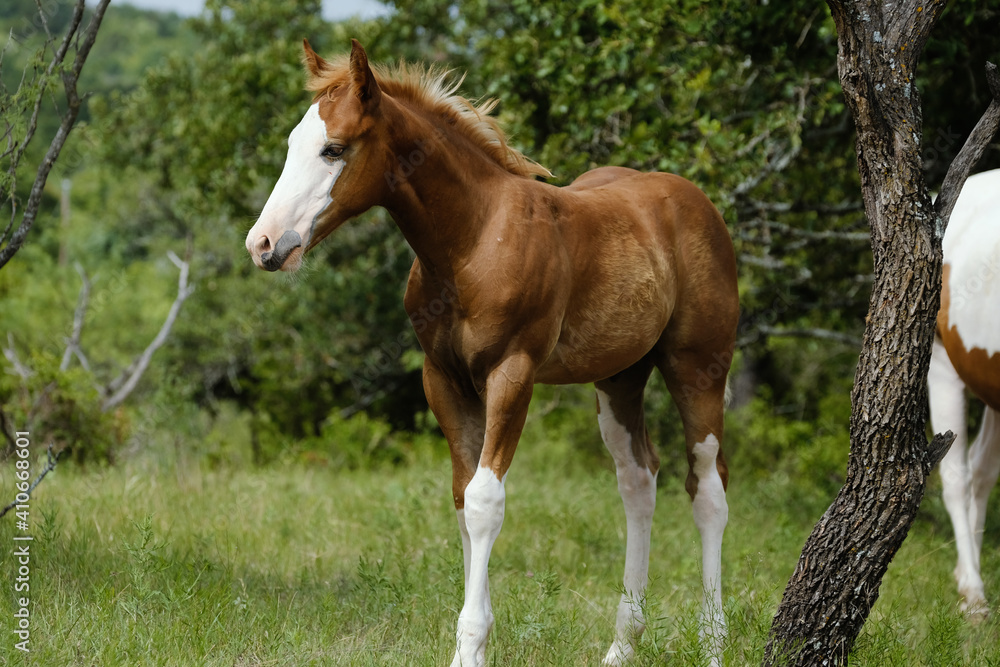 Fototapeta premium Bald face fancy colt foal horse in summer farm field.