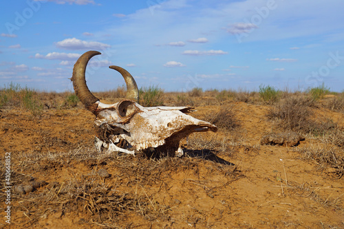 Сow in the desert / череп коровы в степи