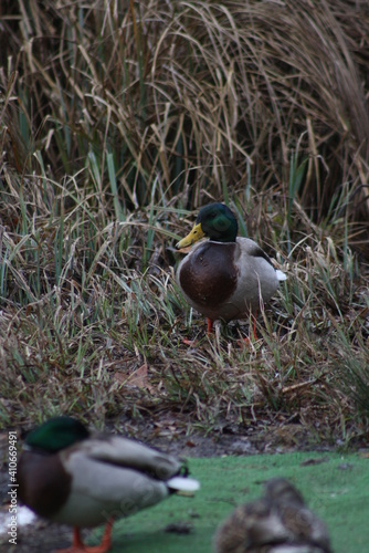 duck in the water