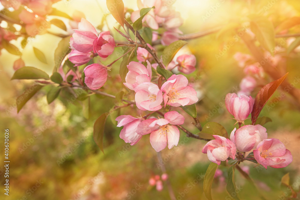 Pink apple tree flowers in the spring in the sunlight close-up.