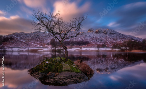 Tree on Rydal Water in the English Lake District. 