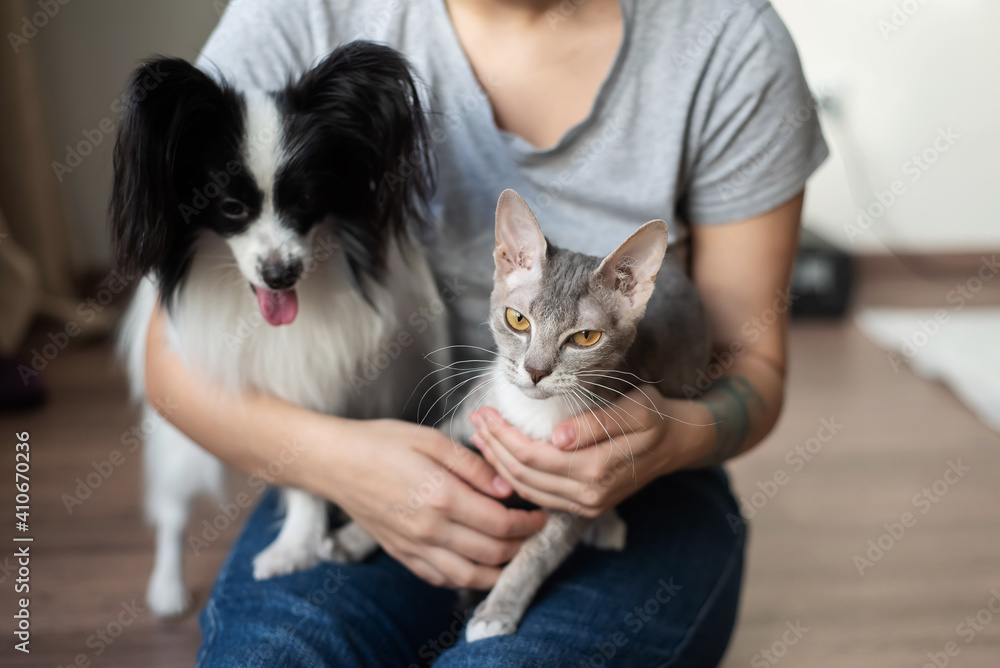 A woman holds in her hands a brush sphinx cat and a papillon dog A woman holds in her hands a brush sphinx cat and a papillon dog