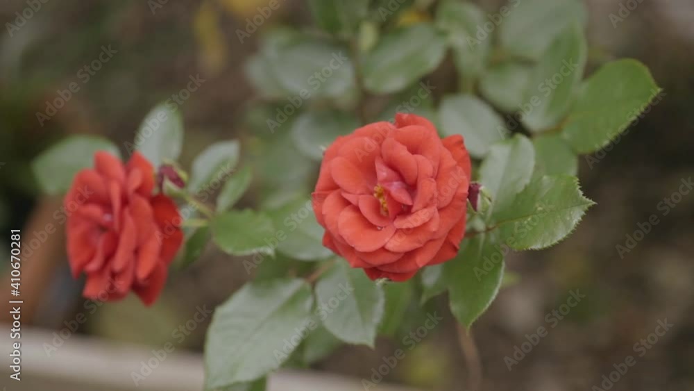 Red rose slow motion close up on rainy day Red rose slow motion close up on rainy day