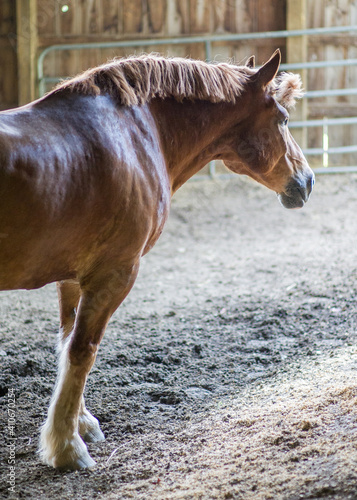 Large clydesdale horse in an indoor arean photo