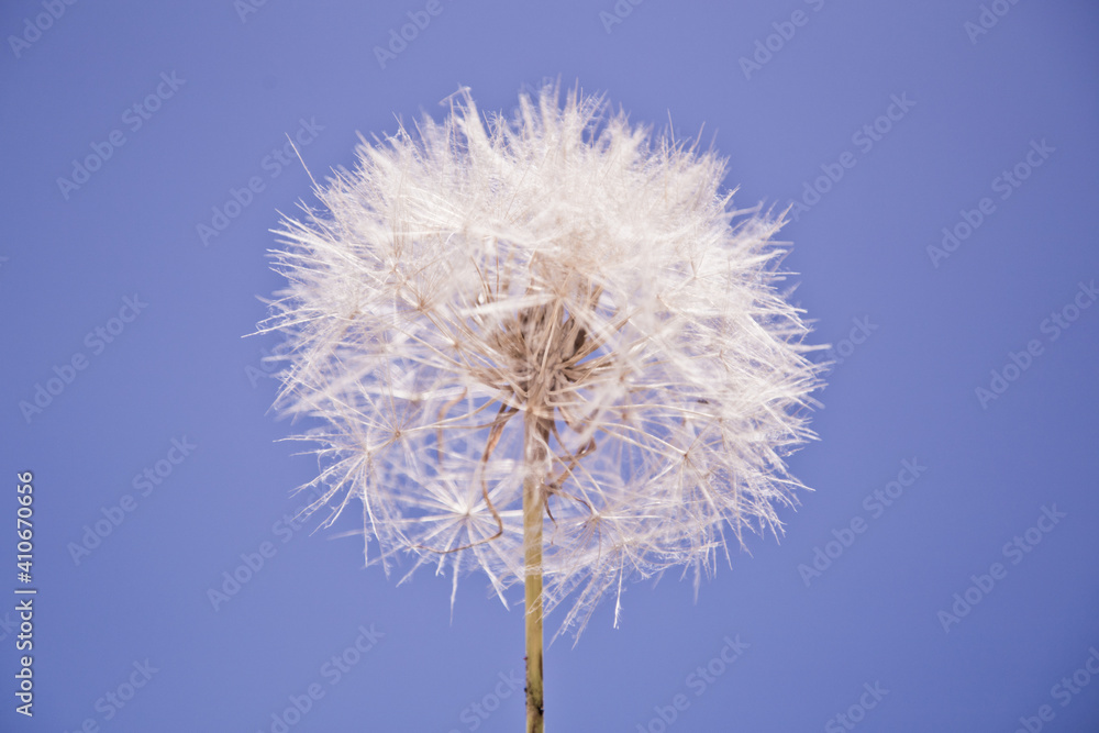 The dandelion on the background of blue sky The dandelion on the background of blue sky