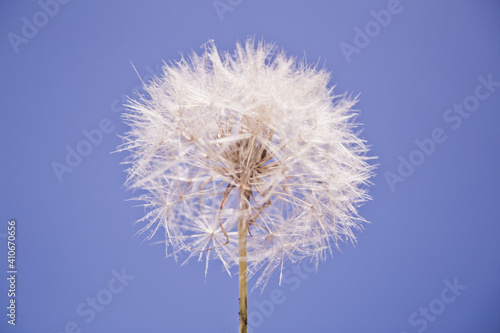 The dandelion on the background of blue sky