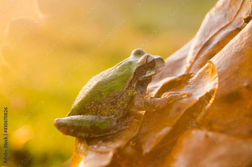 Frog on dry leaf at sunrise.