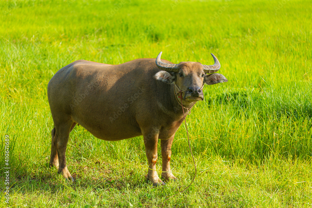 A buffalo is eating grass in the middle of a green meadow in the rainy season. A buffalo is eating grass in the middle of a green meadow in the rainy season.