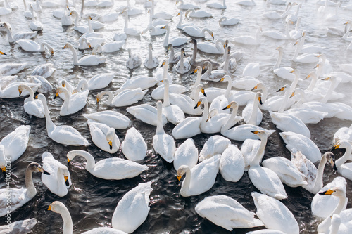 many white swans on the winter lake with steam