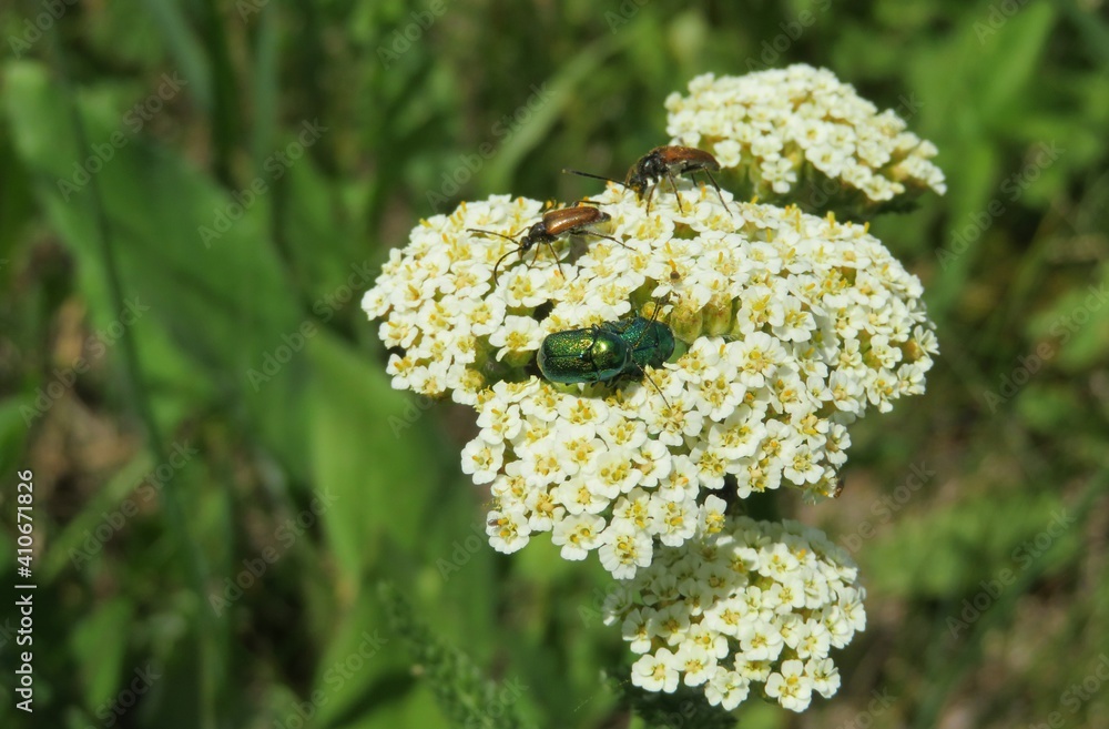 Insect on yarrow flowers in the meadow on natural green background, closeup Insect on yarrow flowers in the meadow on natural green background, closeup