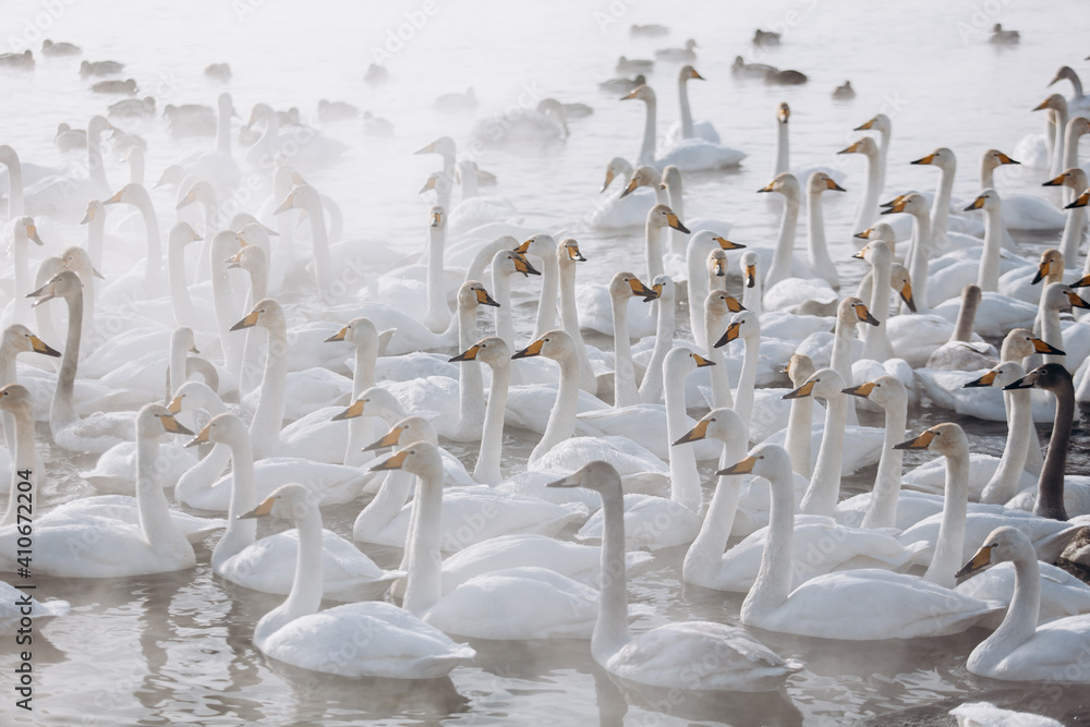 Obraz premium many white swans on the winter lake with steam