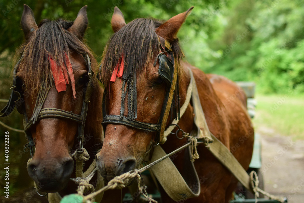 two horses in the stable