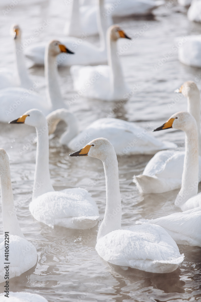 Obraz premium many white swans on the winter lake with steam