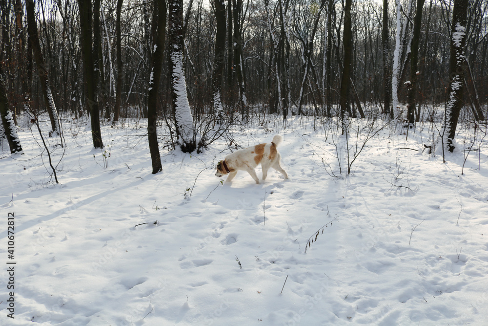 A large white red dog walks in the winter forest. There is a lot of snow on the ground and in the trees. Dog breed Central Asian Shepherd. A large white red dog walks in the winter forest. There is a lot of snow on the ground and in the trees. Dog breed Central Asian Shepherd.