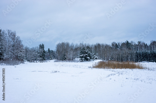 Panoramic landscape view of row of trees in snowy winter forest. Silhouettes of bare trees and evergreens against cold cloudy sky. Cool gray black white monochrome shades of winter nature.  © GenоМ.