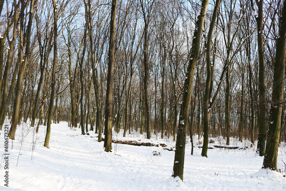 Snowy winter forest. The trees are covered with white fluffy snow. Many branches. Snowy winter forest. The trees are covered with white fluffy snow. Many branches.
