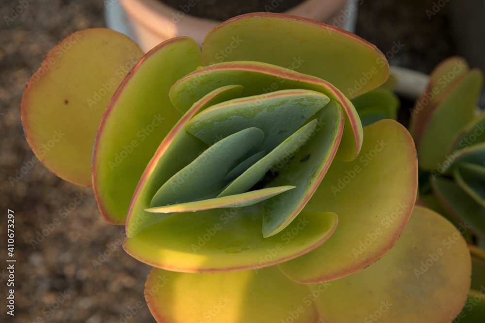Exotic flora. Endangered succulent plants. Closeup view of Kalanchoe ...