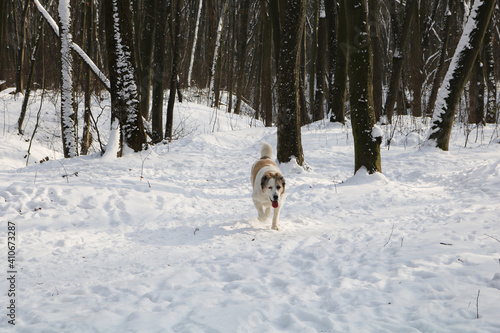 A large white red dog walks in the winter forest. There is a lot of snow on the ground and in the trees. Dog breed Central Asian Shepherd.
