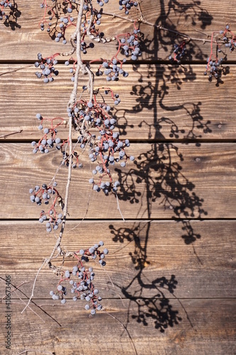 Branches of wids grape with berries on a backgrround of textured boards